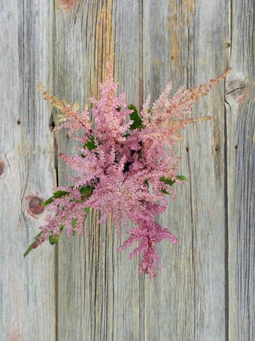 PINK ASTILBE